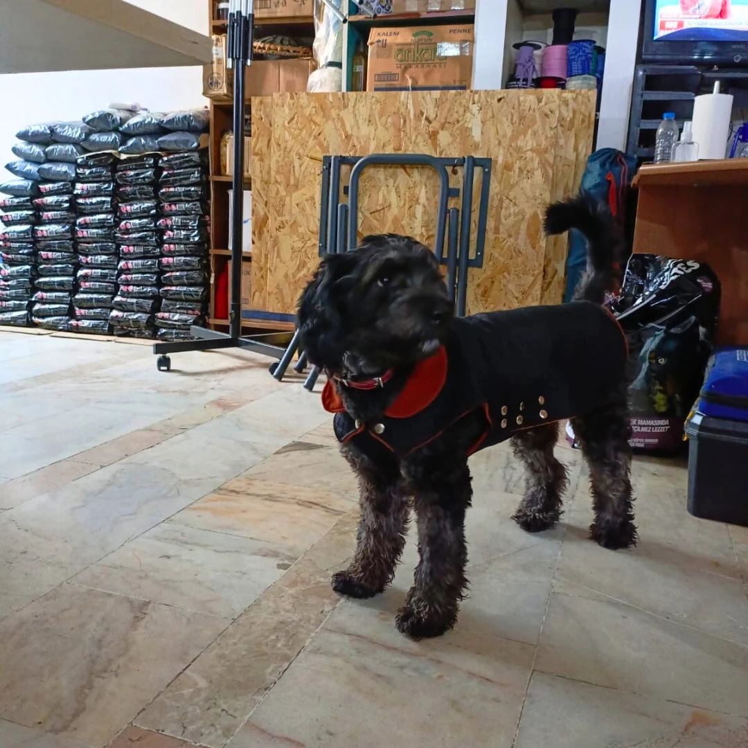 Kapitone Siyah - Köpek Ceketi