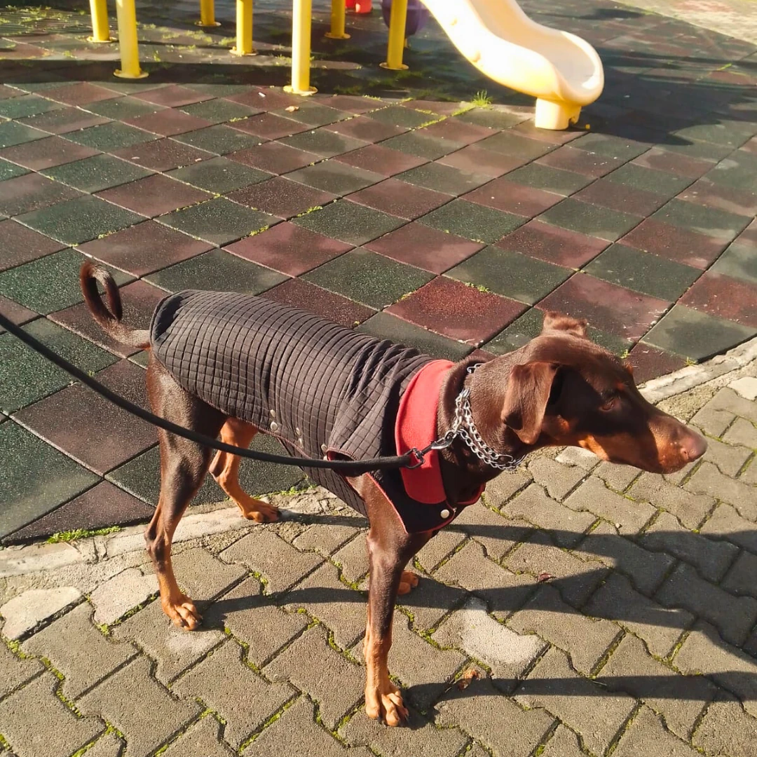 Kapitone Siyah - Köpek Ceketi