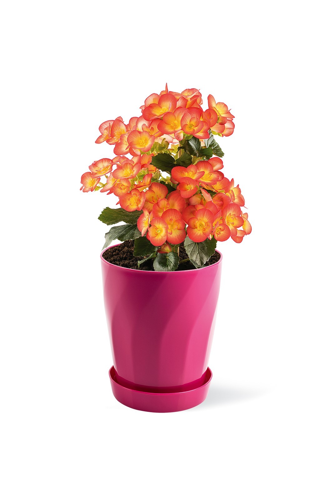 Begonia Pot 1.3 Liter Begonia Flower Pot With Plate