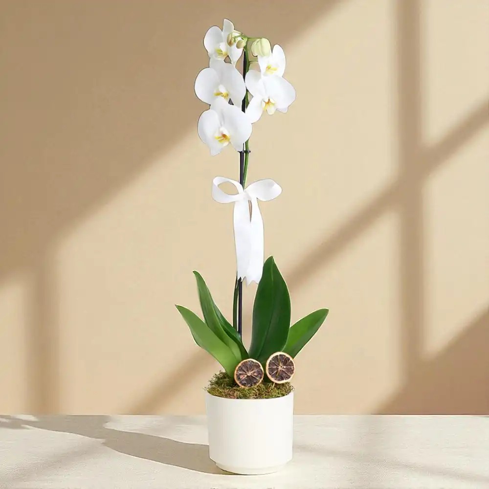 Phalaenopsis Tek Dal Orkide Çiçeği