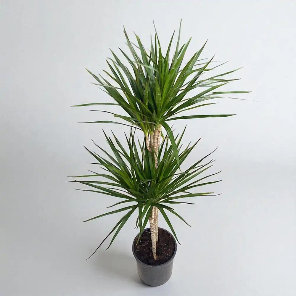 Marginata Çiçeği