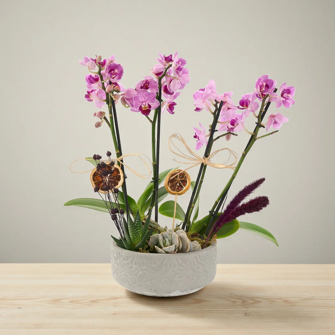 Beton Eskitme Saksida 4 Dal Mini Orkide