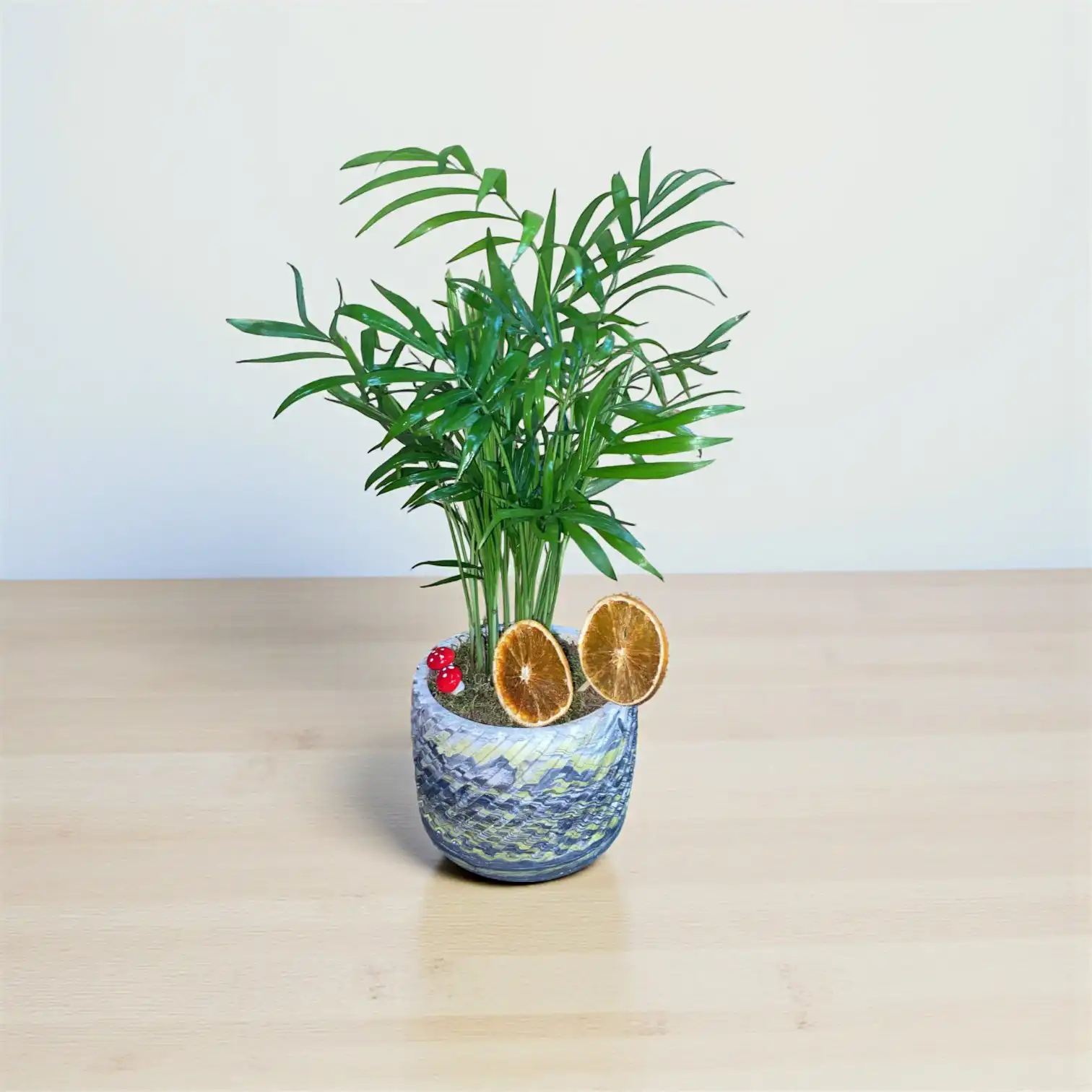 Beton Saksıda Chamaedorea Bitkisi Aranjmanı