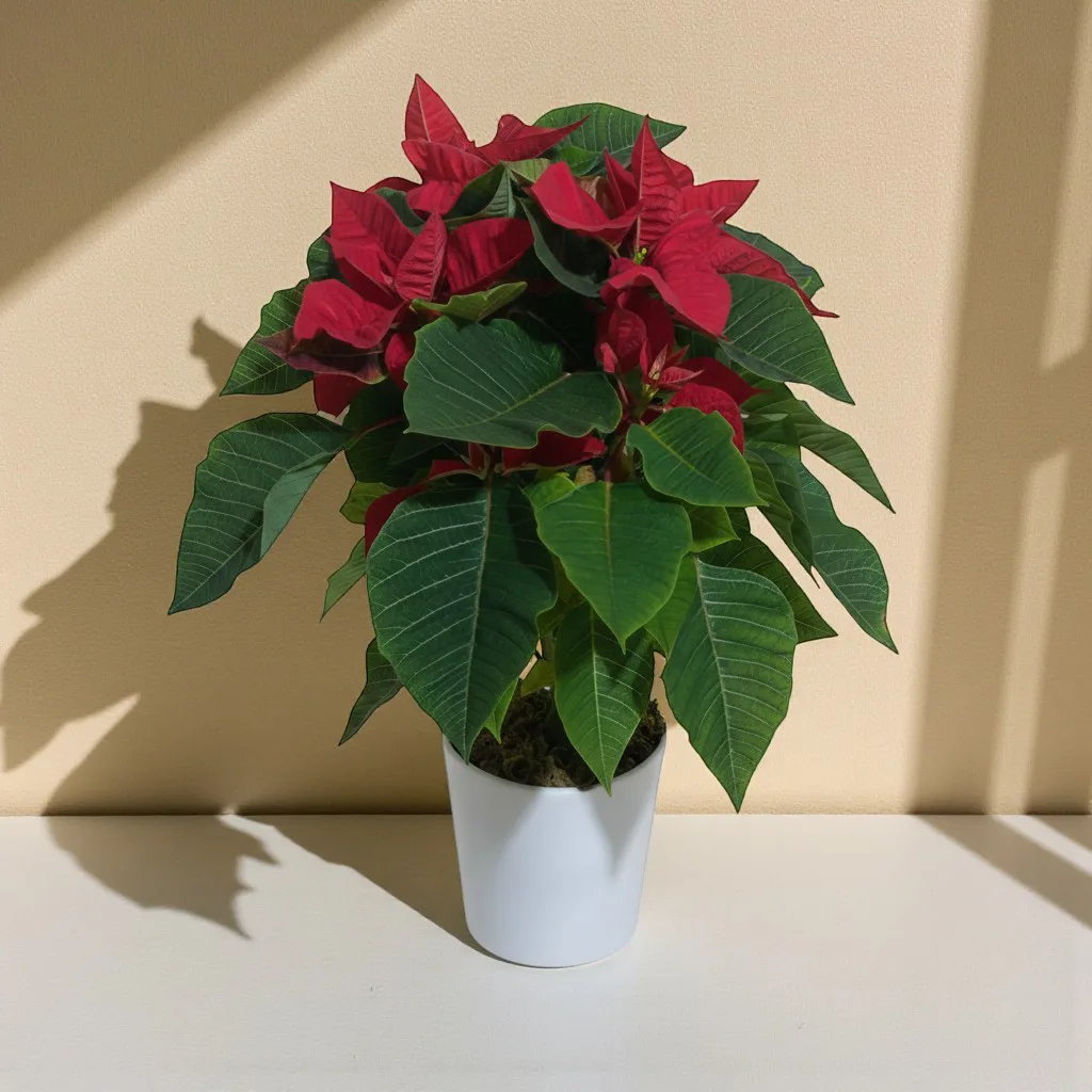 Saksıda Büyük Boy Atatürk Çiçeği - Ponsetya