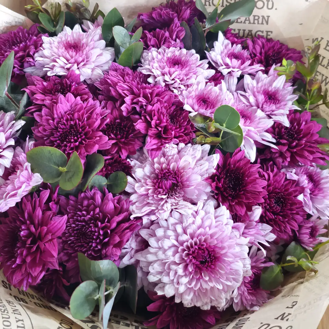 Gazete Desenli Tasarım Bukette Mor & Fuşya Kasımpatı (Krizantem)