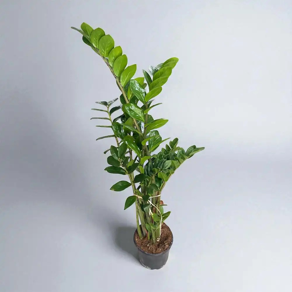 Zamia Çiçeği