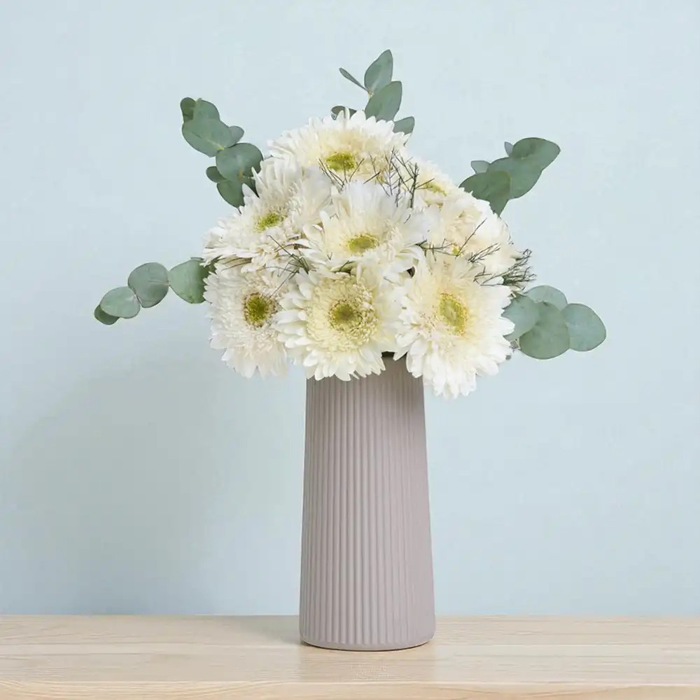 Bej Çizgili Vazoda Beyaz Gerbera Çiçekleri