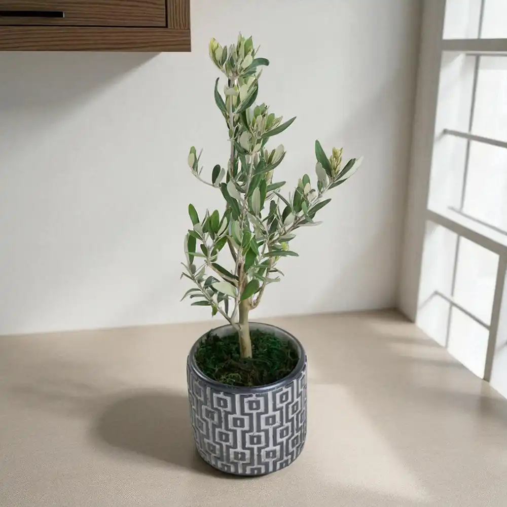 Denizli iek | Kare Desenli Gri Beton Saksda Zeytin Aac Bonsai