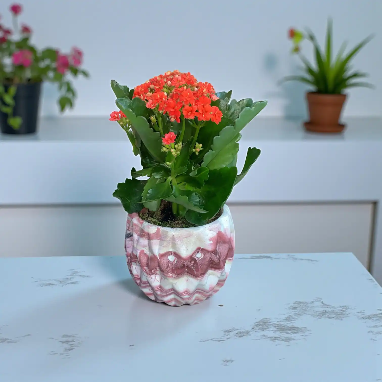 Renkli Beton Saksıda Turuncu Kalanşo