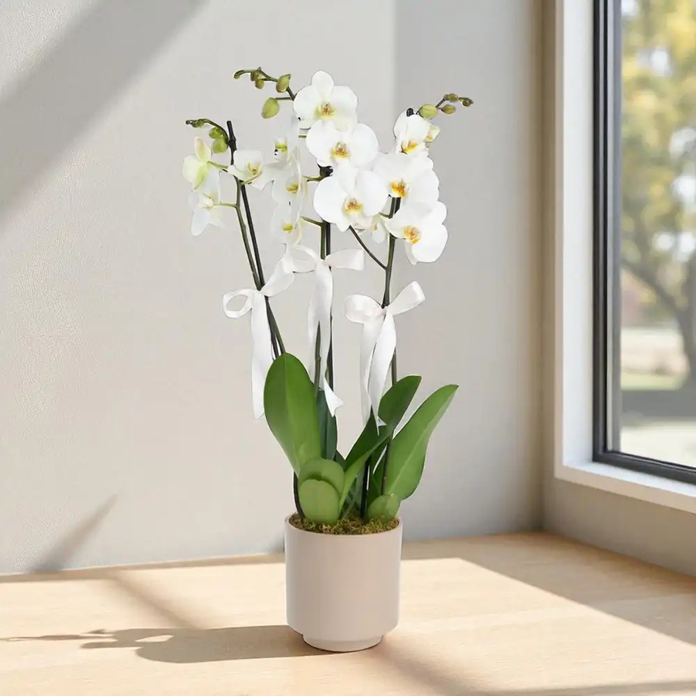3 Dal Phalaenopsis Orkide