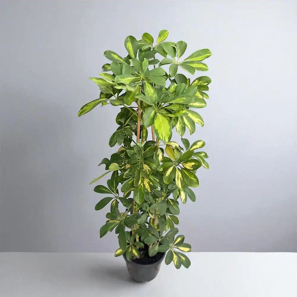 Schefflera Bitkisi