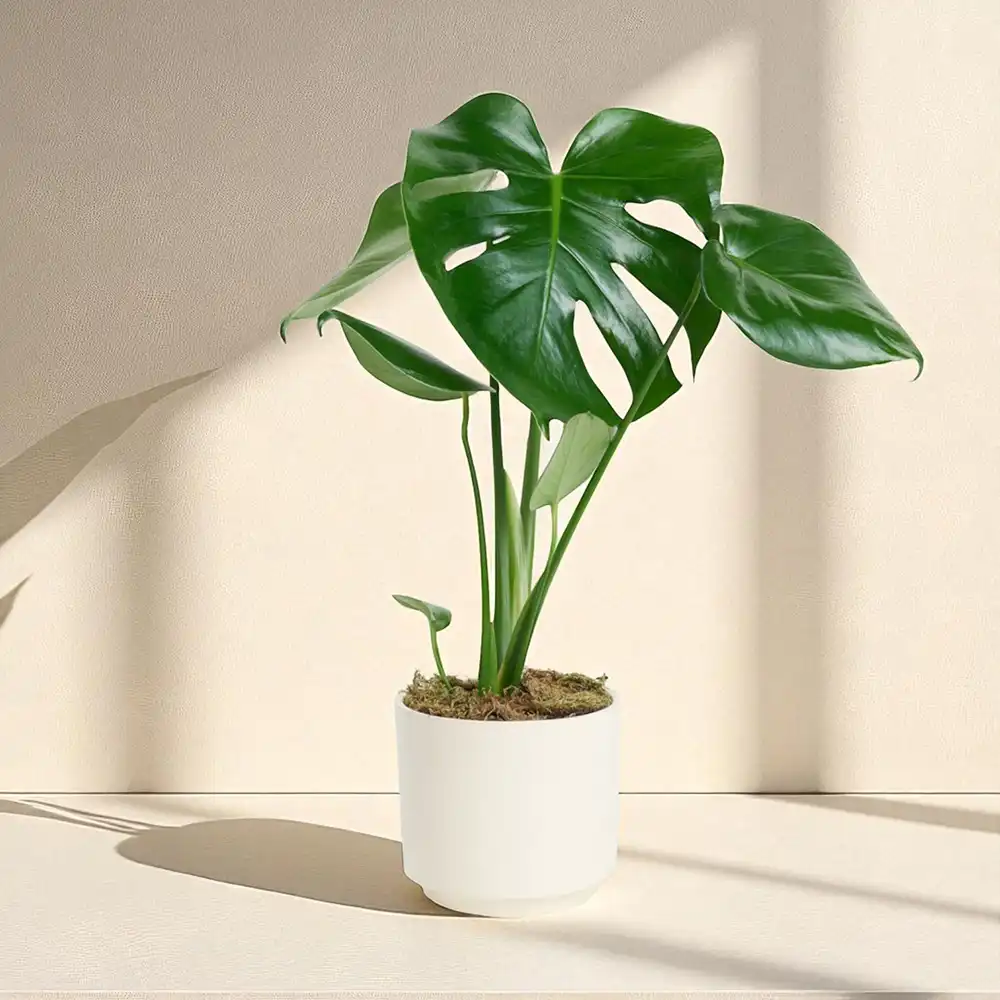 Monstera