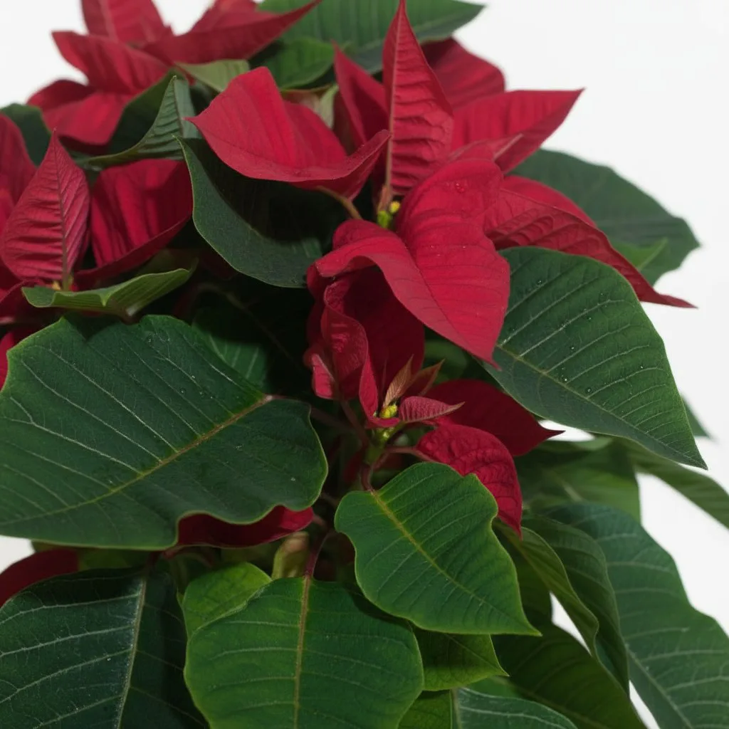 Saksıda Büyük Boy Atatürk Çiçeği - Ponsetya