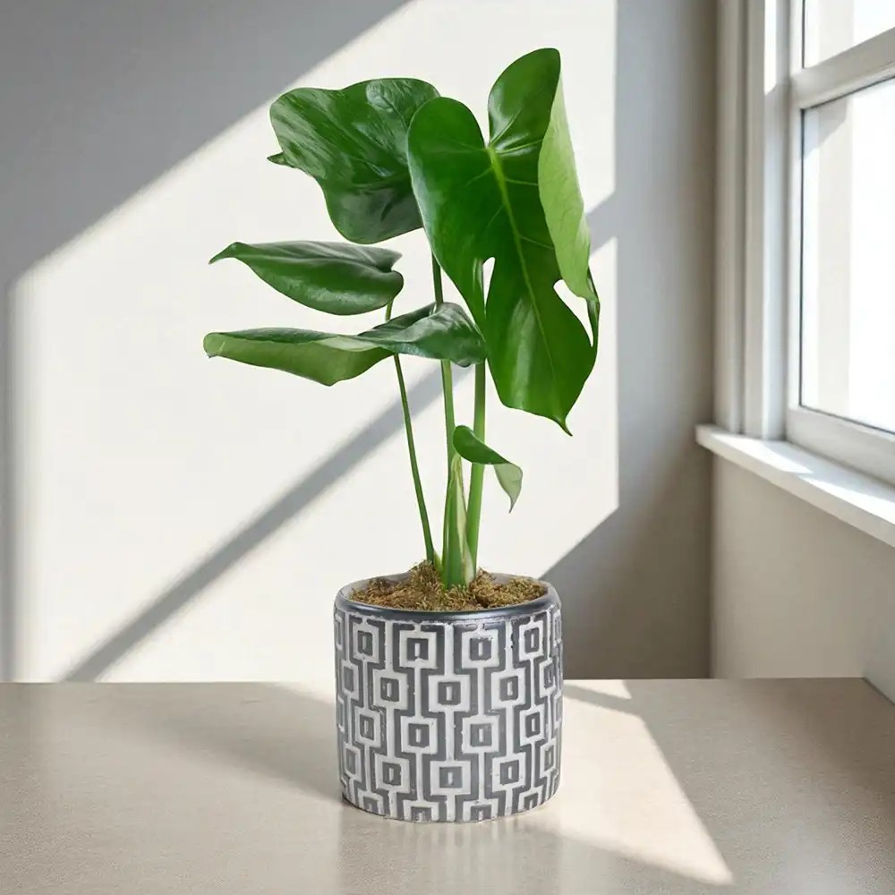 Kare Desenli Gri Beton Saksıda Monstera