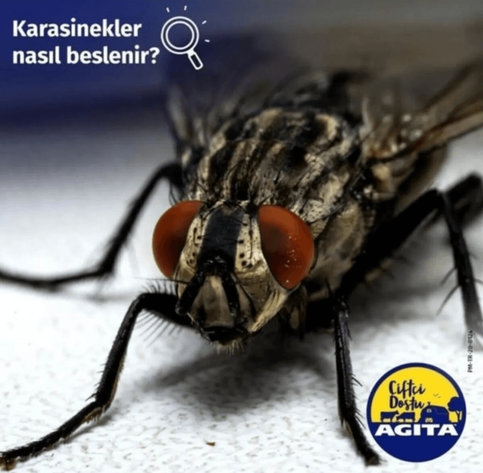 Agita 10 Wg Karasinek İlacı 100 gr, Karasineklerden Kurtulun