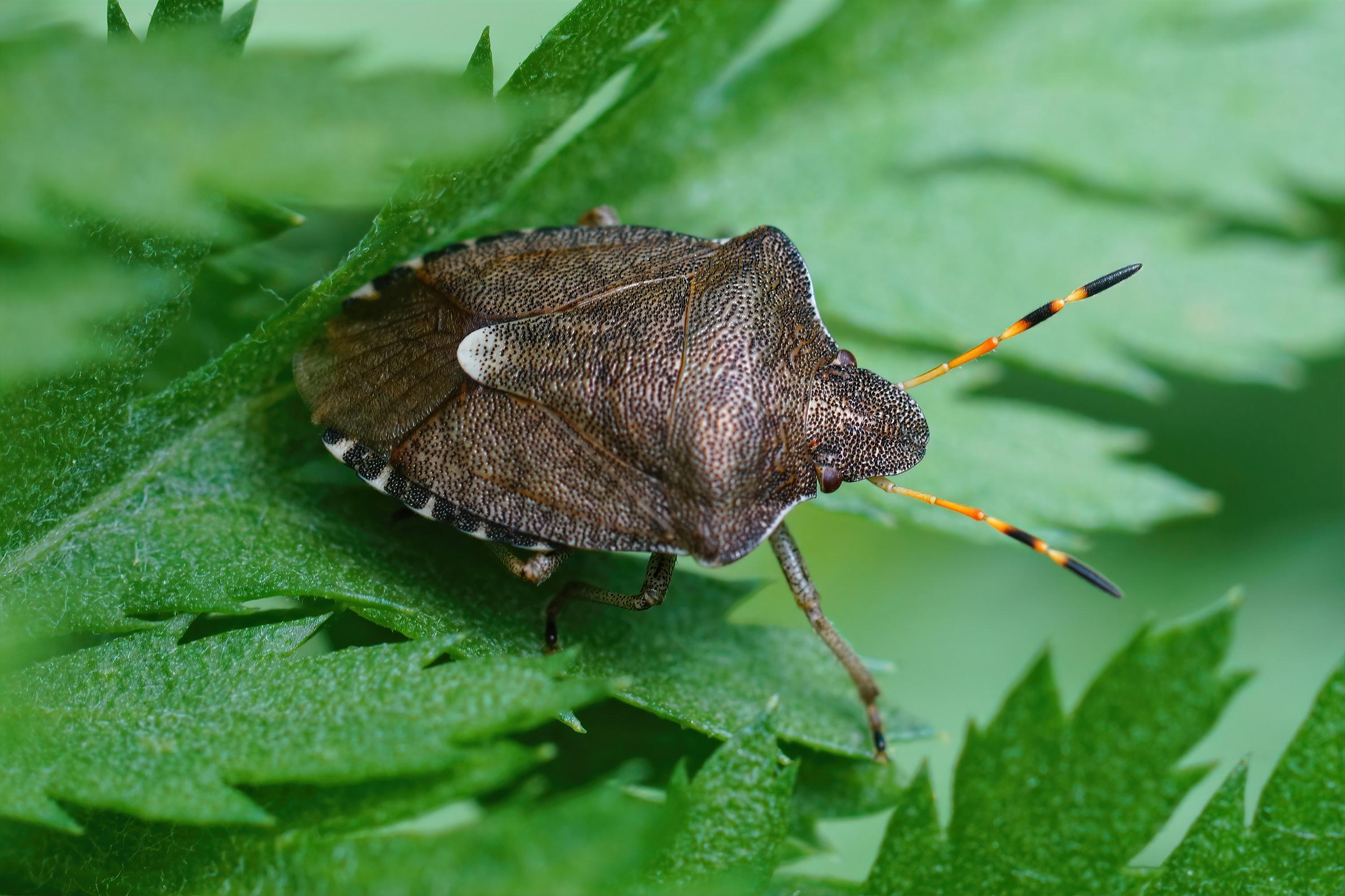 Kahverengi Kokarca (Halyomorpha halys) ile Mücadelede Etkili Çözüm