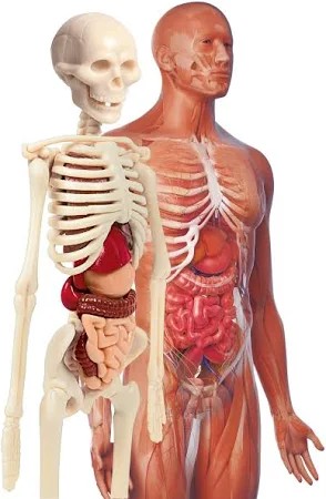 İlk Keşiflerim - İnsan Anatomisi Clementoni 64297