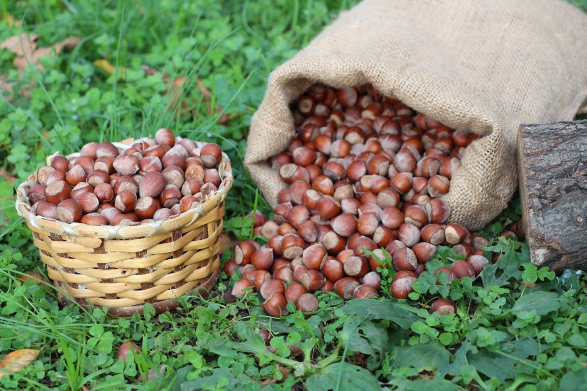 Kabuklu Fındık 1kg