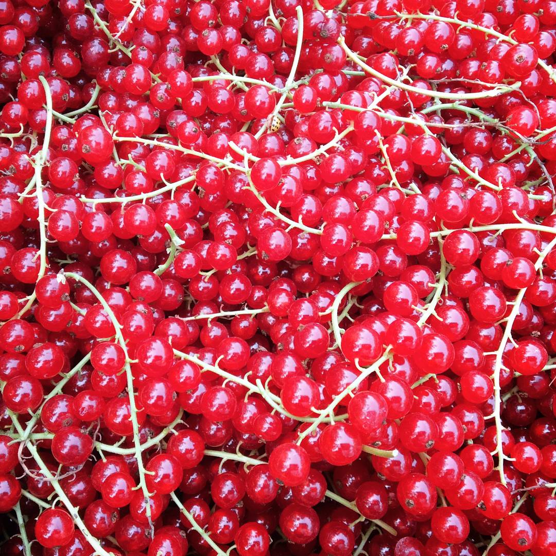 Dondurulmuş Kırmızı Frenk Üzümü 1 KG