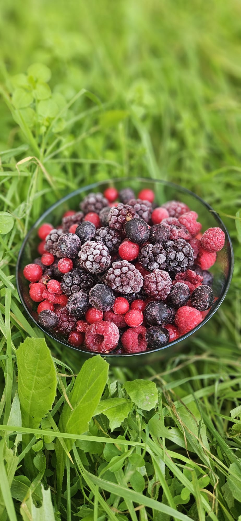 Yeni Karışık Orman Meyveleri Paketi 1 Kg (Yaban Mersini, Ahududu, Böğürtlen, Frenk Üzümü) 