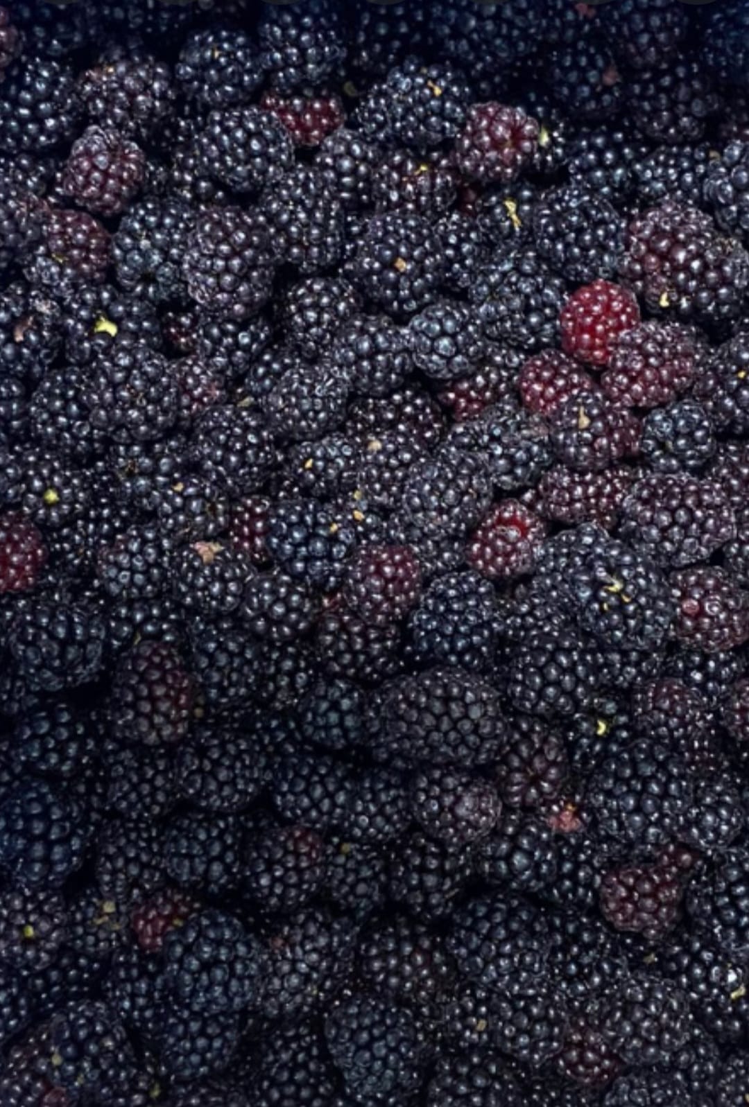 Dondurulmuş Böğürtlen( İri - Jumbo Boy ) 1 KG