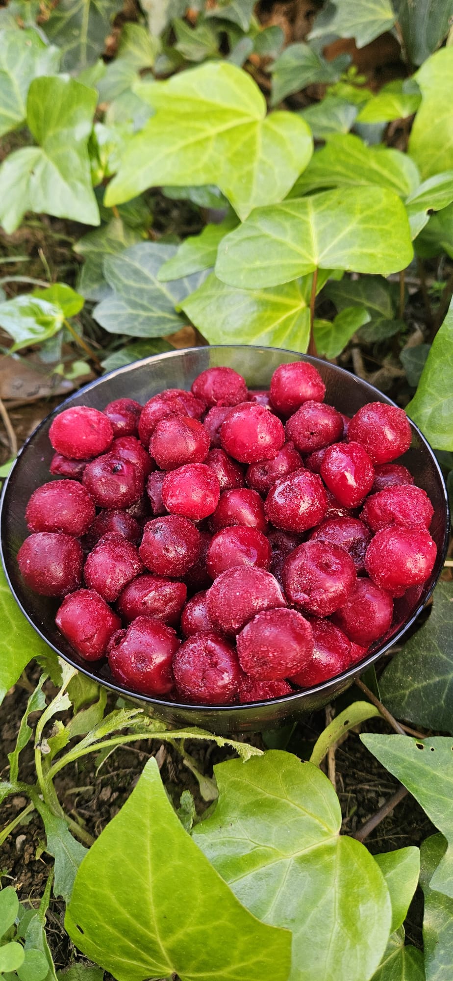 Dondurulmuş Vişne (Çekirdeksiz) 1 KG