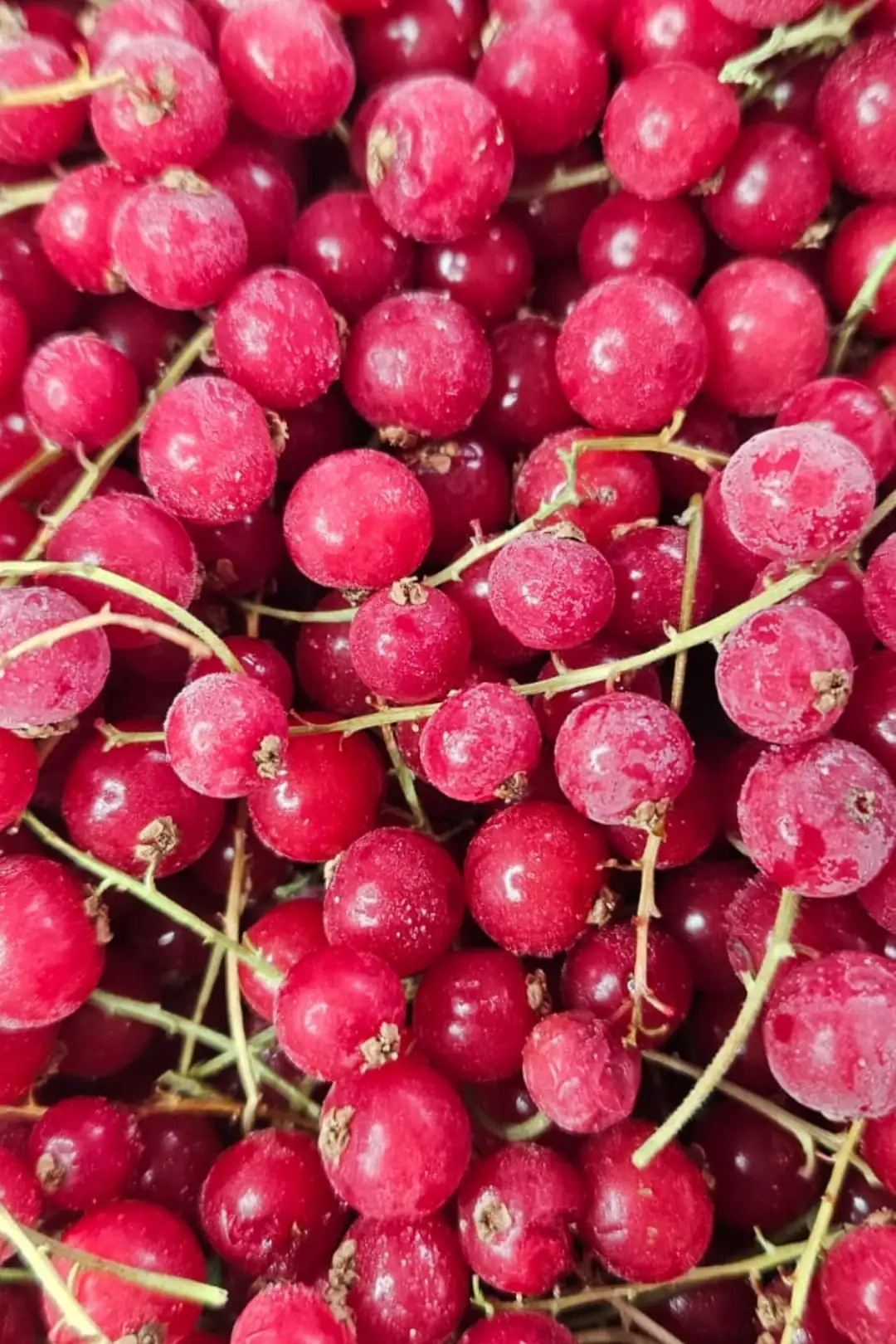 Dondurulmuş Saplı Kırmızı Frenk Üzümü 1 Kg