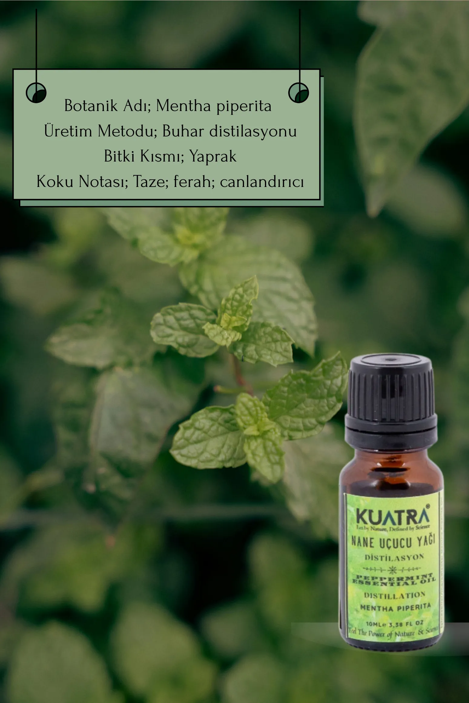 Kuatra Nane Uçucu Yağı 10ml