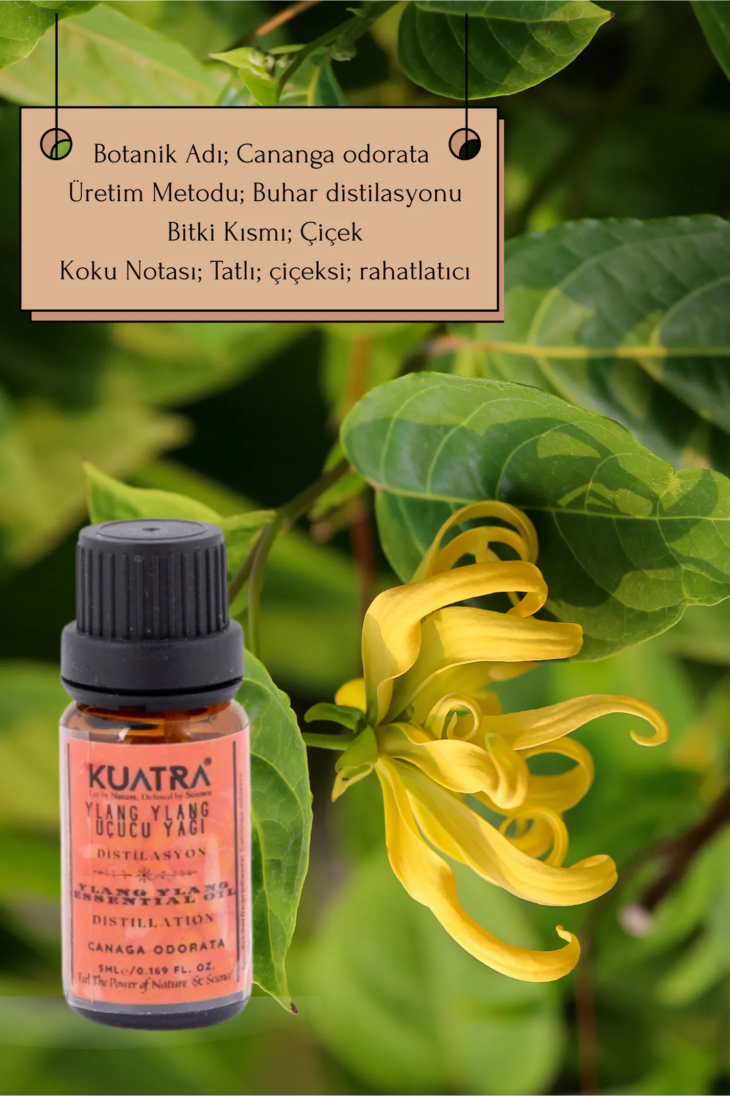 Kuatra Ylang Ylang Uçucu Yağı 5ml
