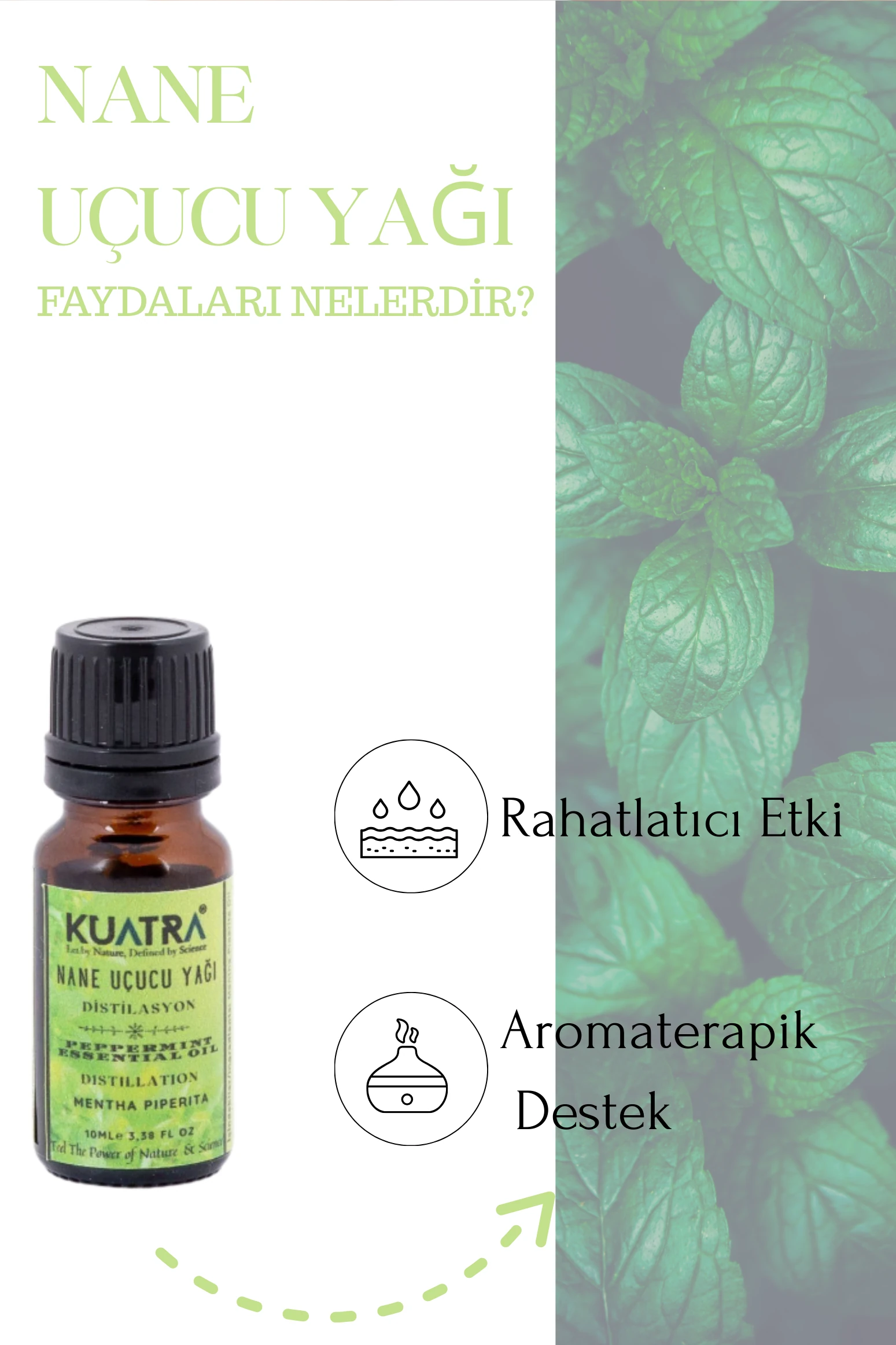 Kuatra Nane Uçucu Yağı 10ml