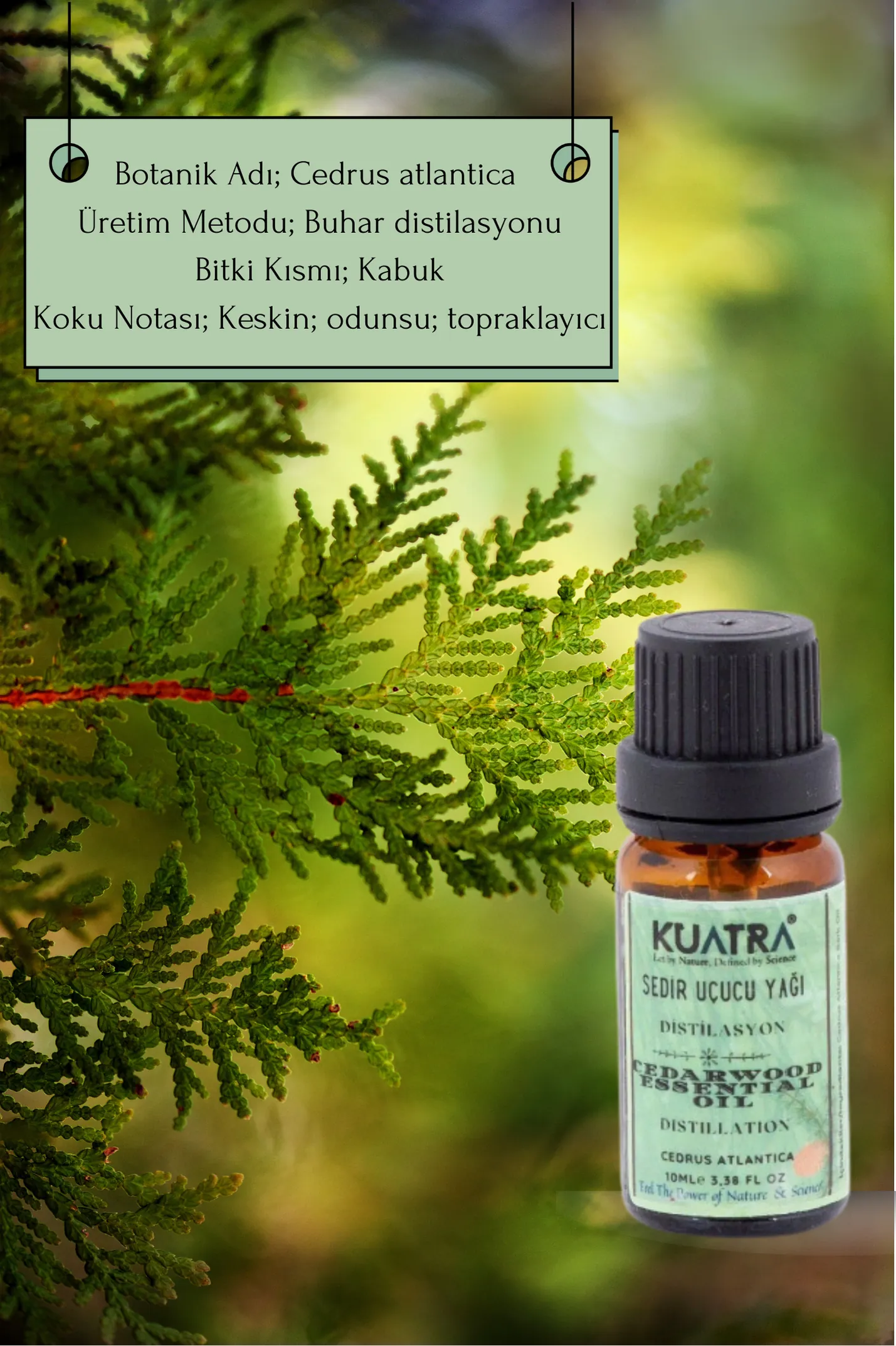 Kuatra Sedir Uçucu Yağı 10ml