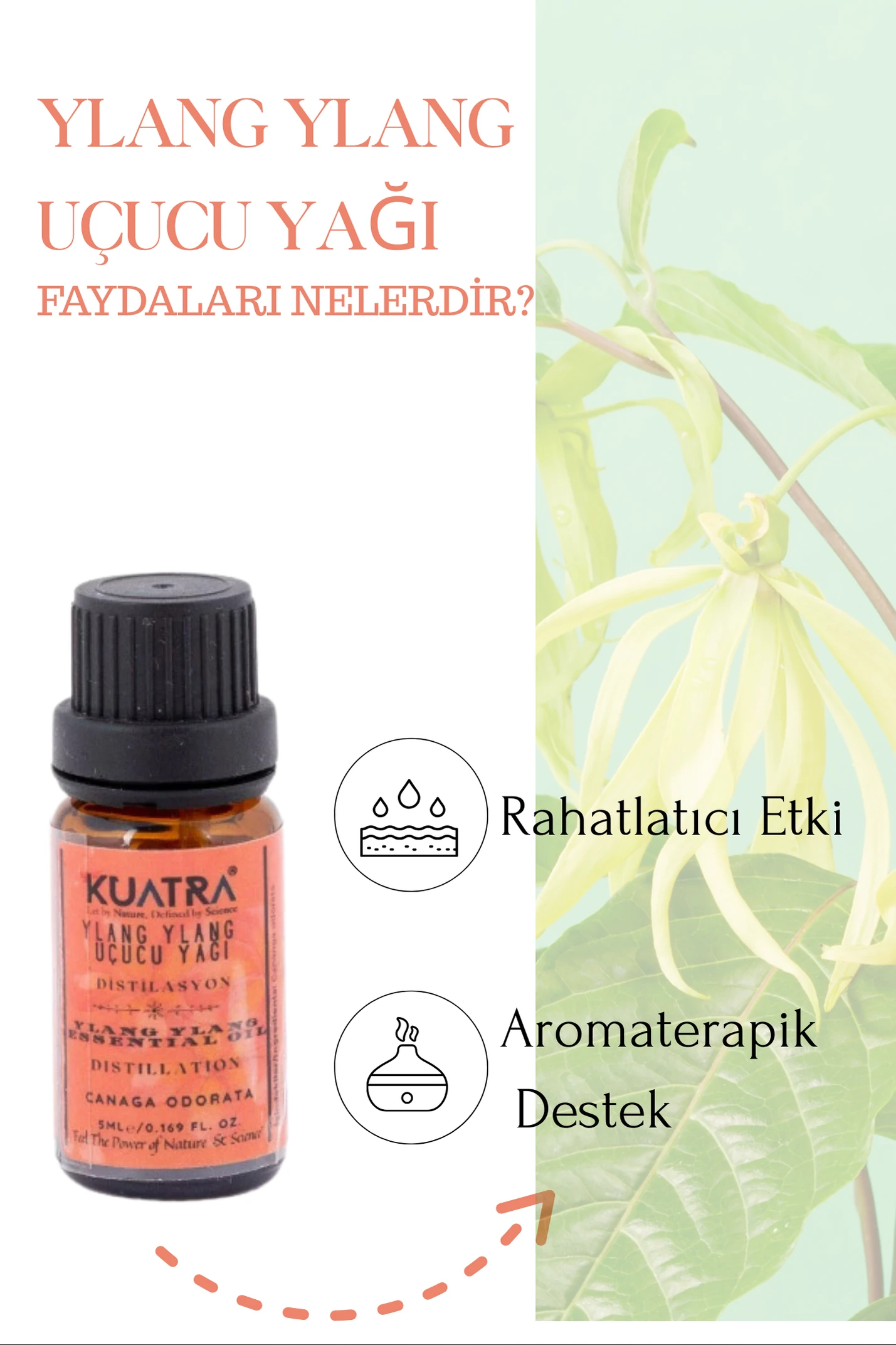 Kuatra Ylang Ylang Uçucu Yağı 5ml