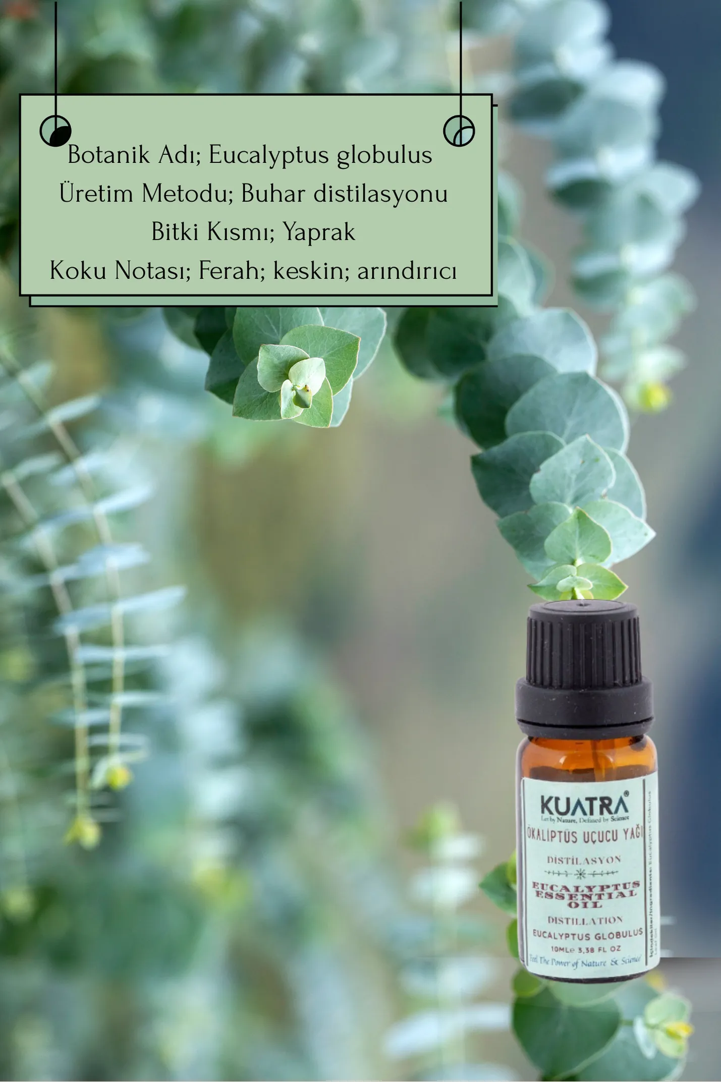 Kuatra Okaliptüs Uçucu Yağı 10ml