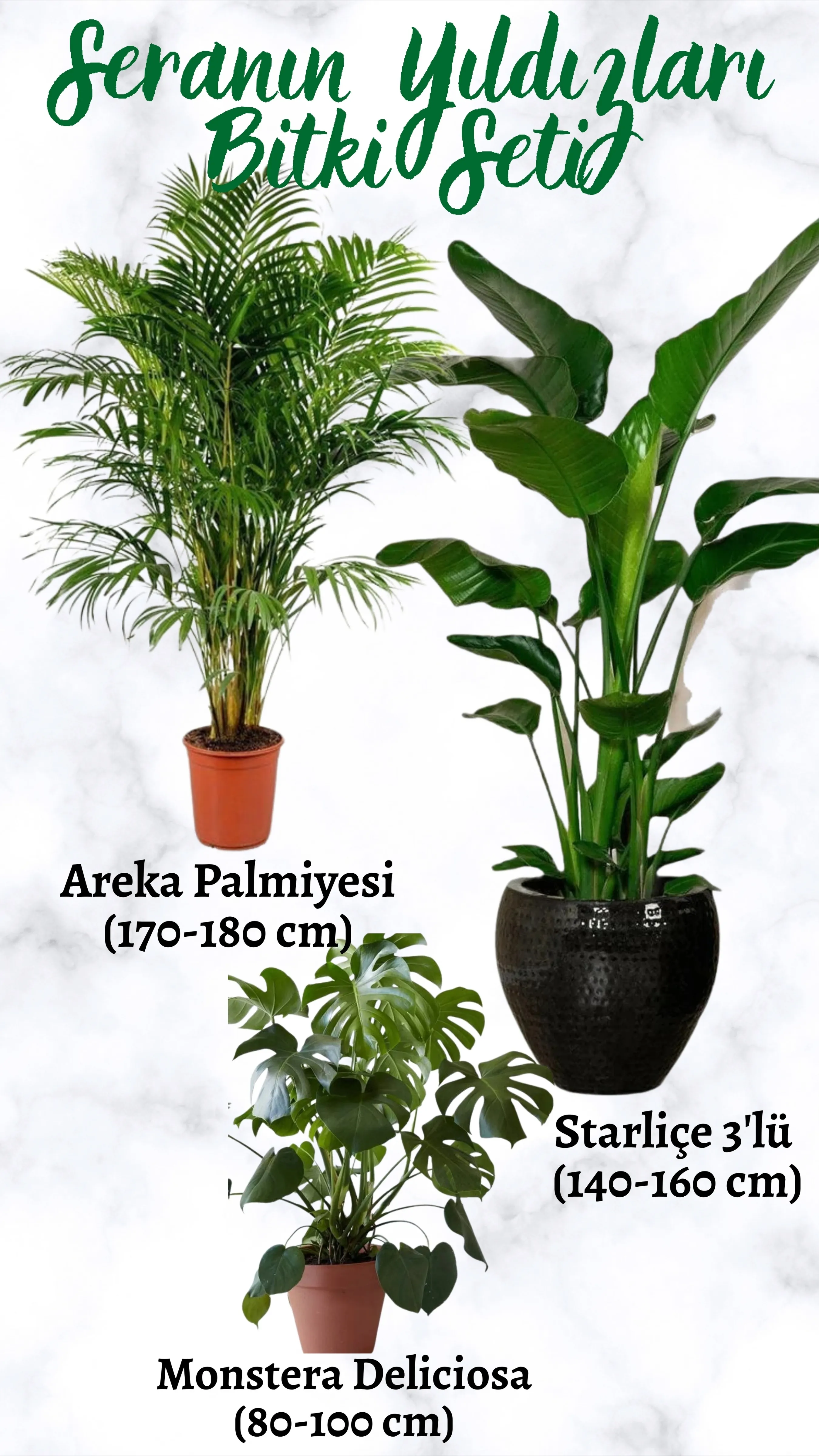 Seranın Yıldızları Bitki Seti