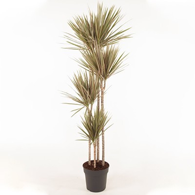 Dracaena Marginata Bicolor 4 Gövdeli 150-160 cm 