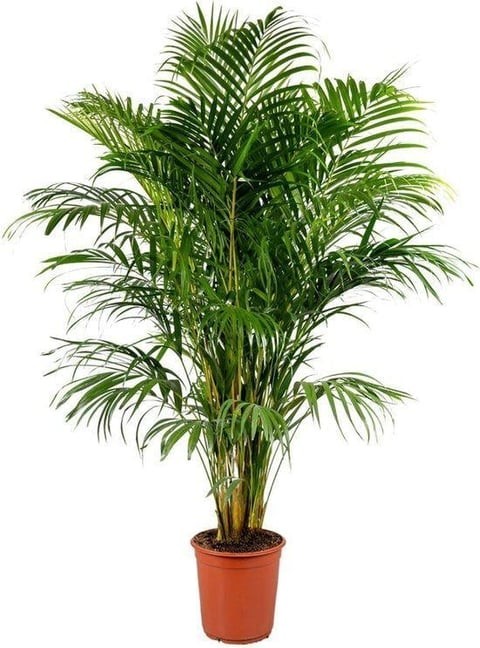 Areka Palmiyesi (Dypsis Lutescens) 160-180 cm