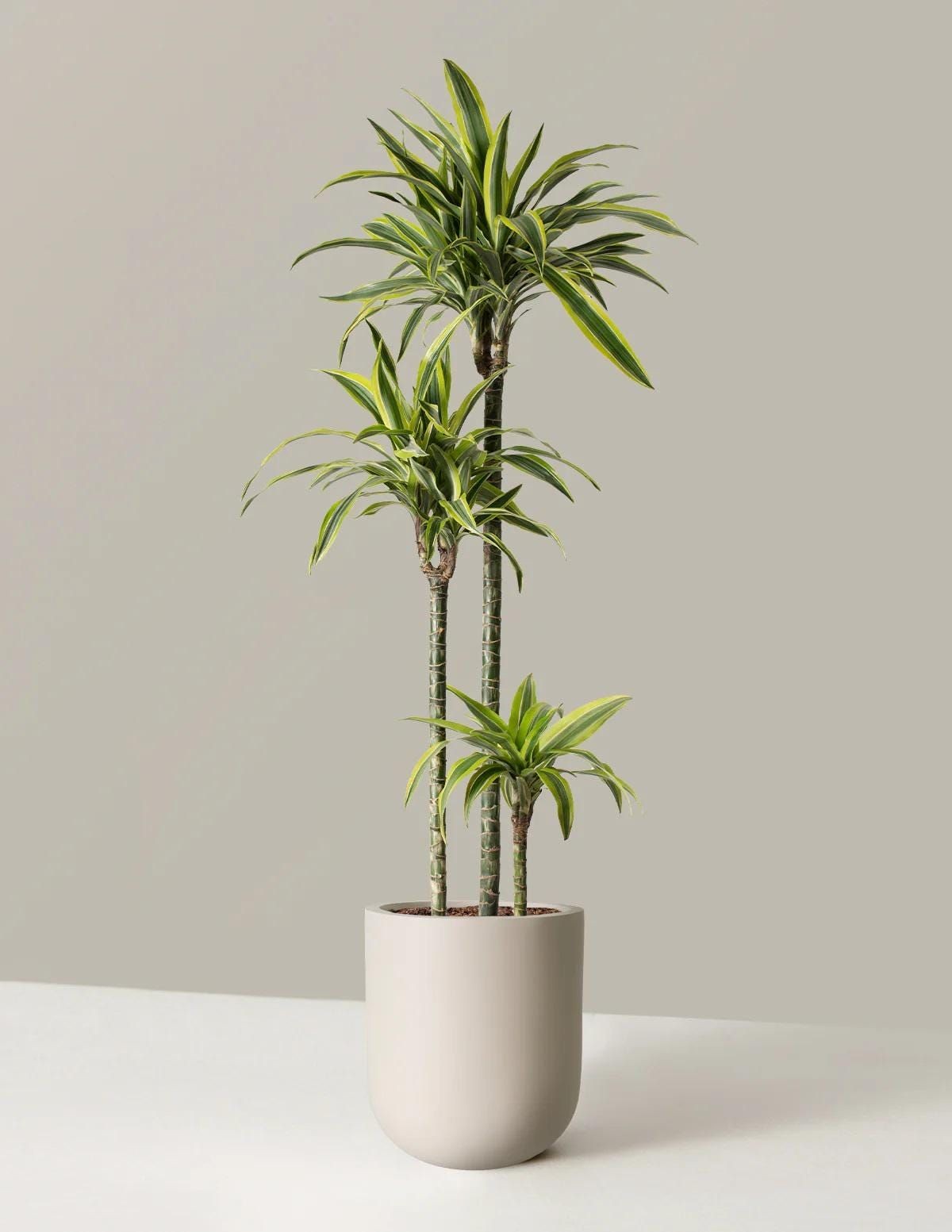 Dracaena Lemon Lime 3 Gövdeli 120-130 cm 