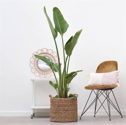 150-170 cm 2 Gövdeli Starliçe (Strelitzia Nicolai / Cennet Kuşu)
