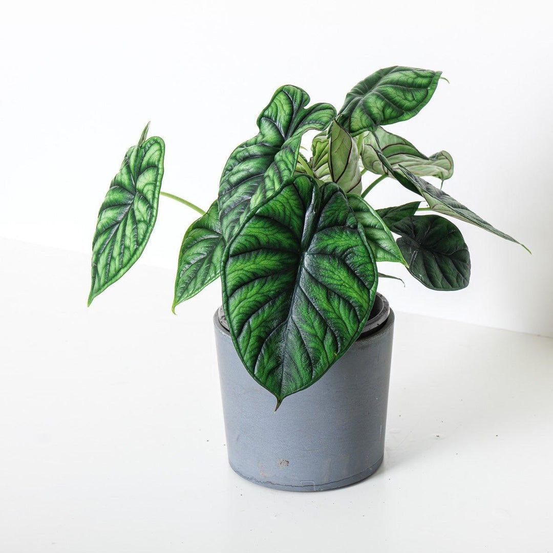 Alocasia Dragon Scale (Fil Kulağı)