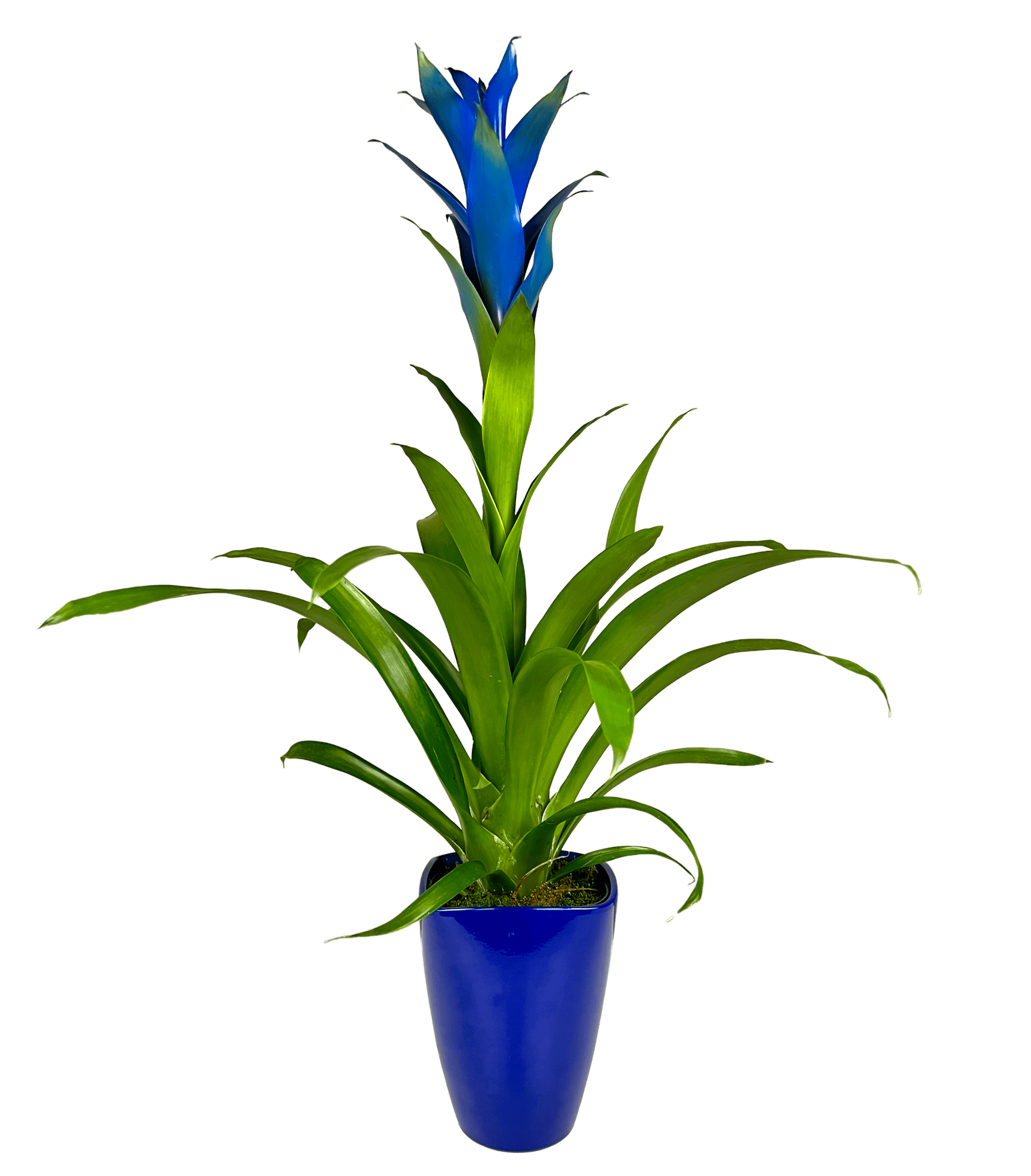 Mavi Premium Guzmania Çiçeği