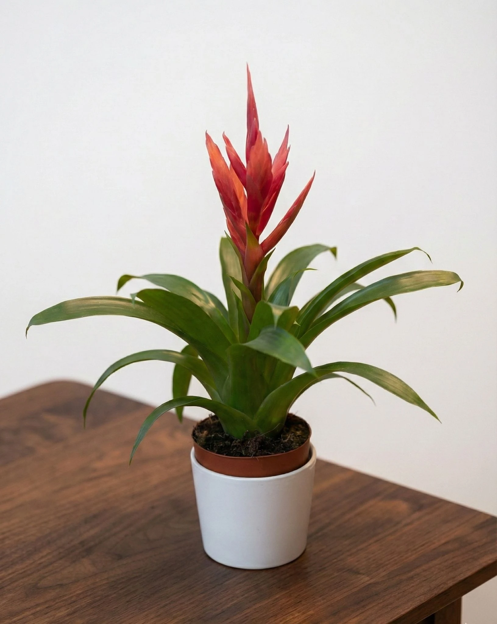 Viresia (Alev Çiçeği) Pembe