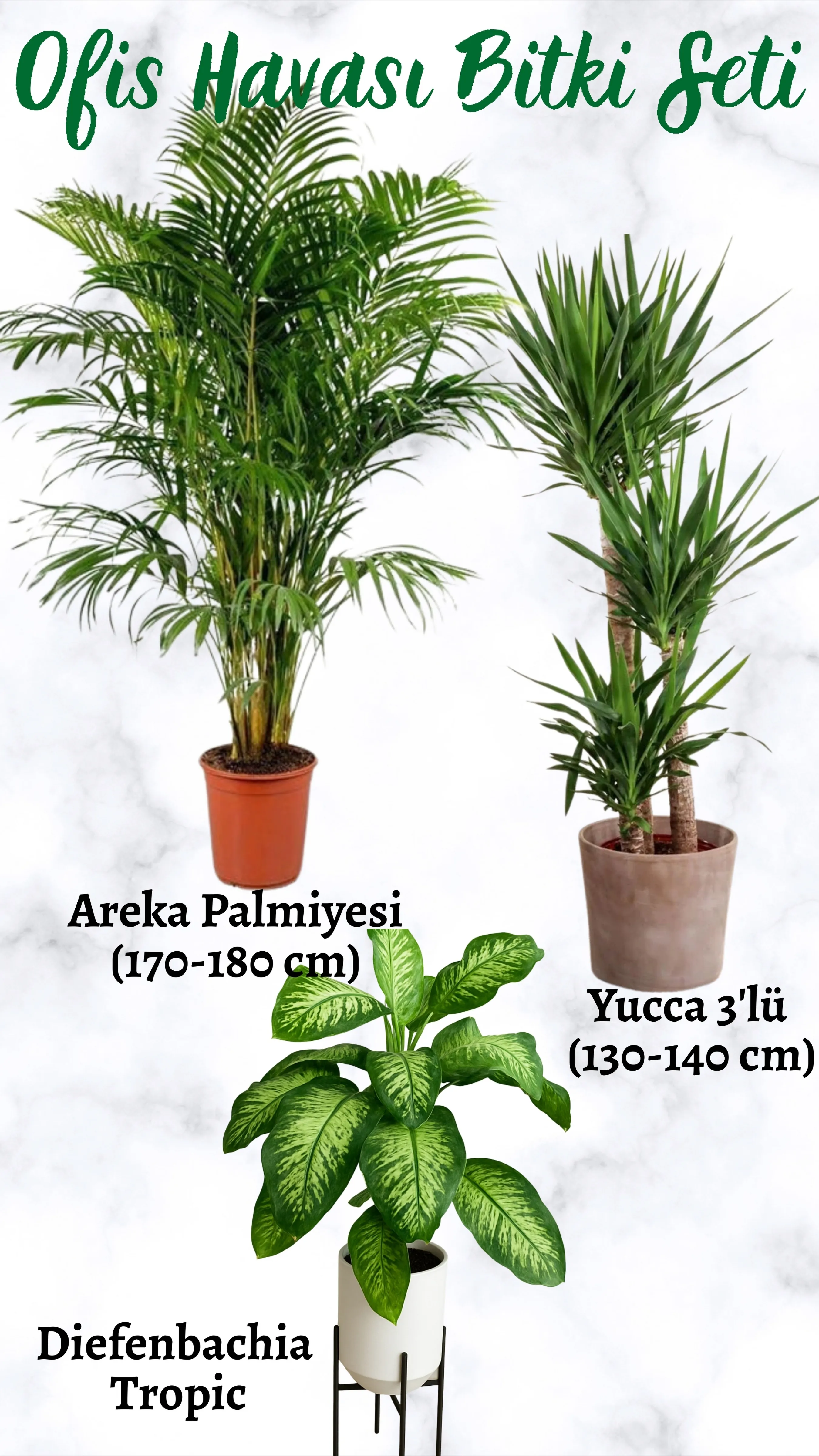 Ofis Havası Bitki Seti