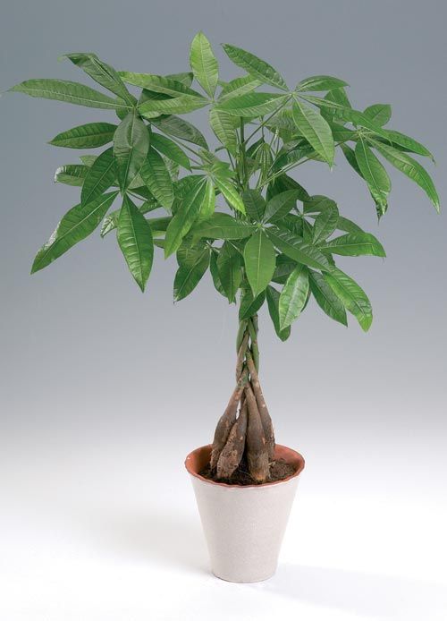 Pachira Aquatica (Örgülü Para Ağacı) 50-60 cm 