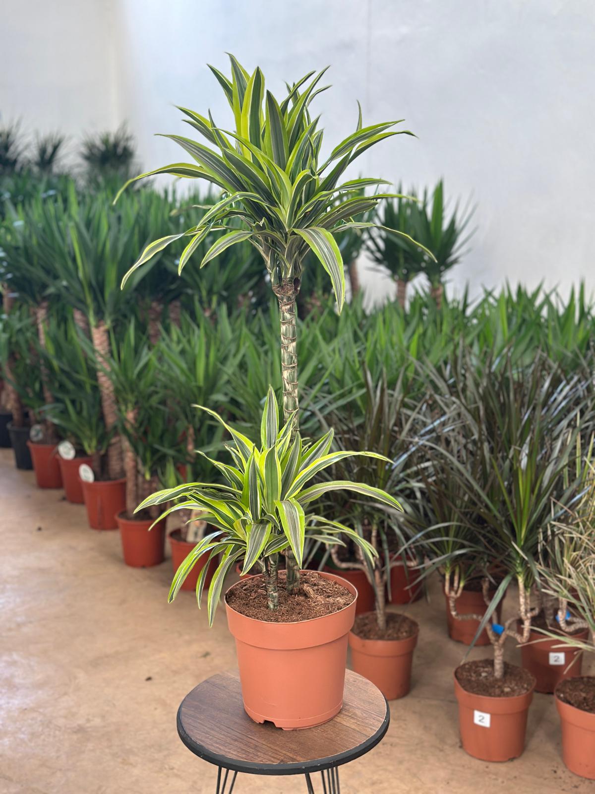 Dracaena Lemon Lime 2 Gövdeli 110-120 cm