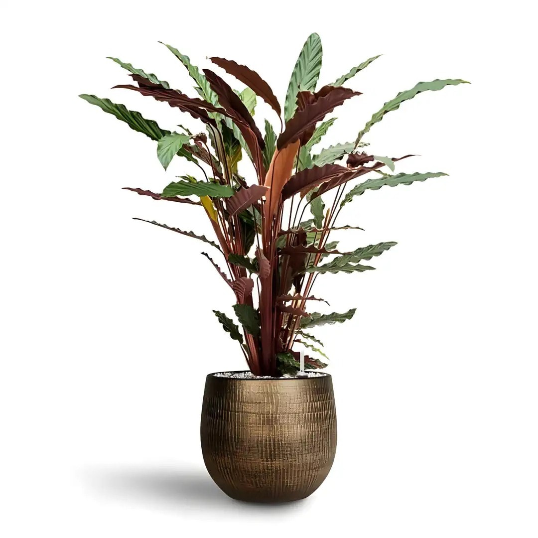 Calathea Rufibarba (Dua Çiçeği)
