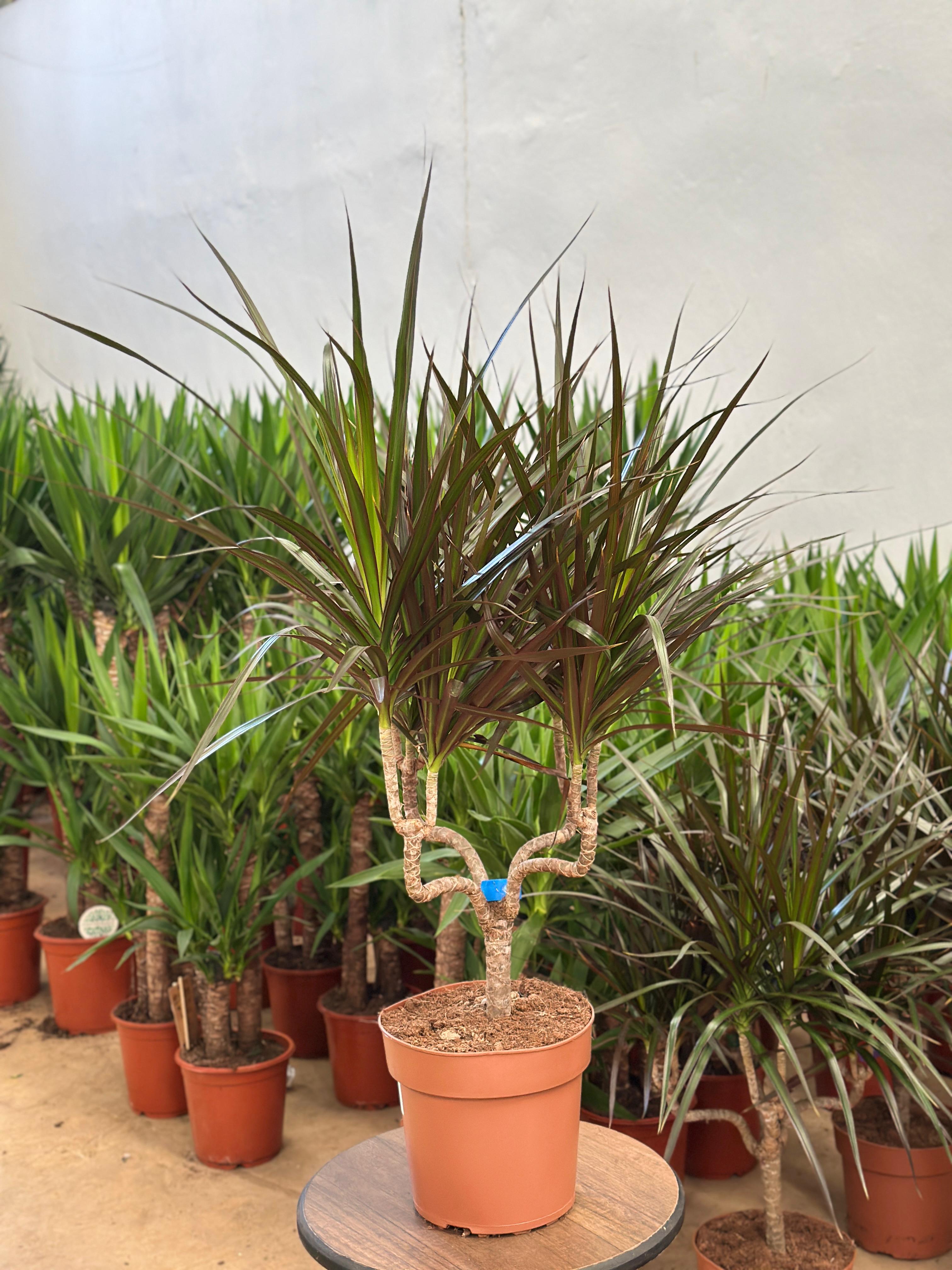 Dracaena Magenta "Şamdan Model" 80-90 cm