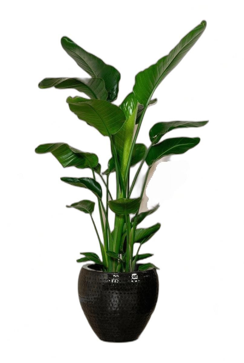 Starliçe 3 Gövdeli 140-160 cm (Strelitzia Nicolai) 