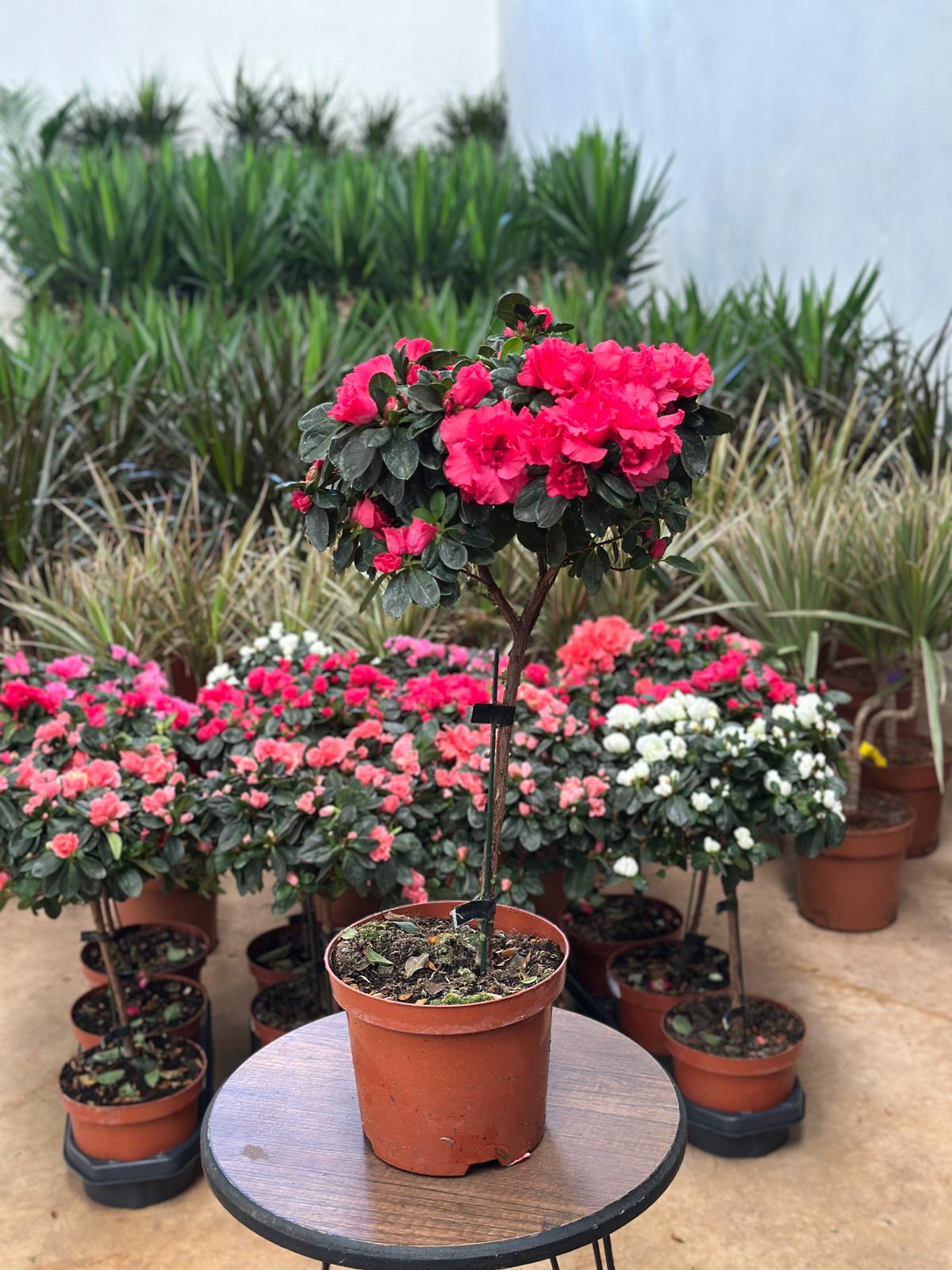 Tijli Açelya (Baston Açelya) 50-60 cm