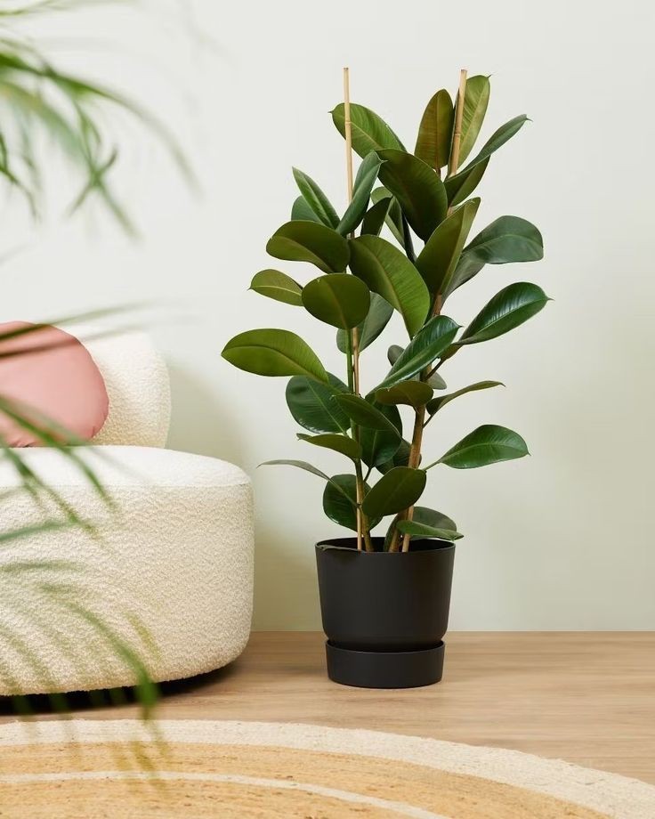 Ficus Robusta (Kauçuk) 2 Köklü 100-110 cm 