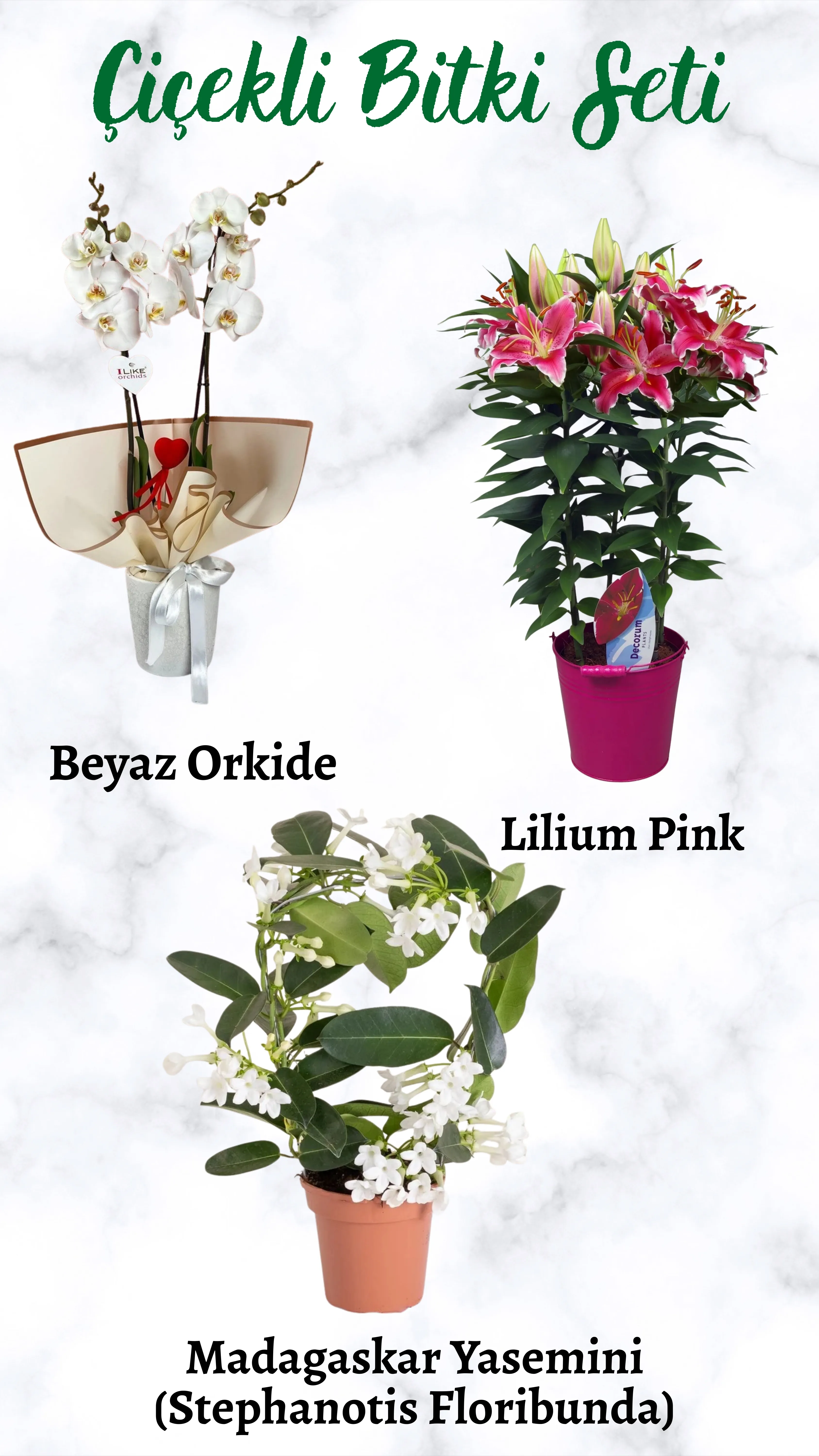 Çiçekli Bitki Seti